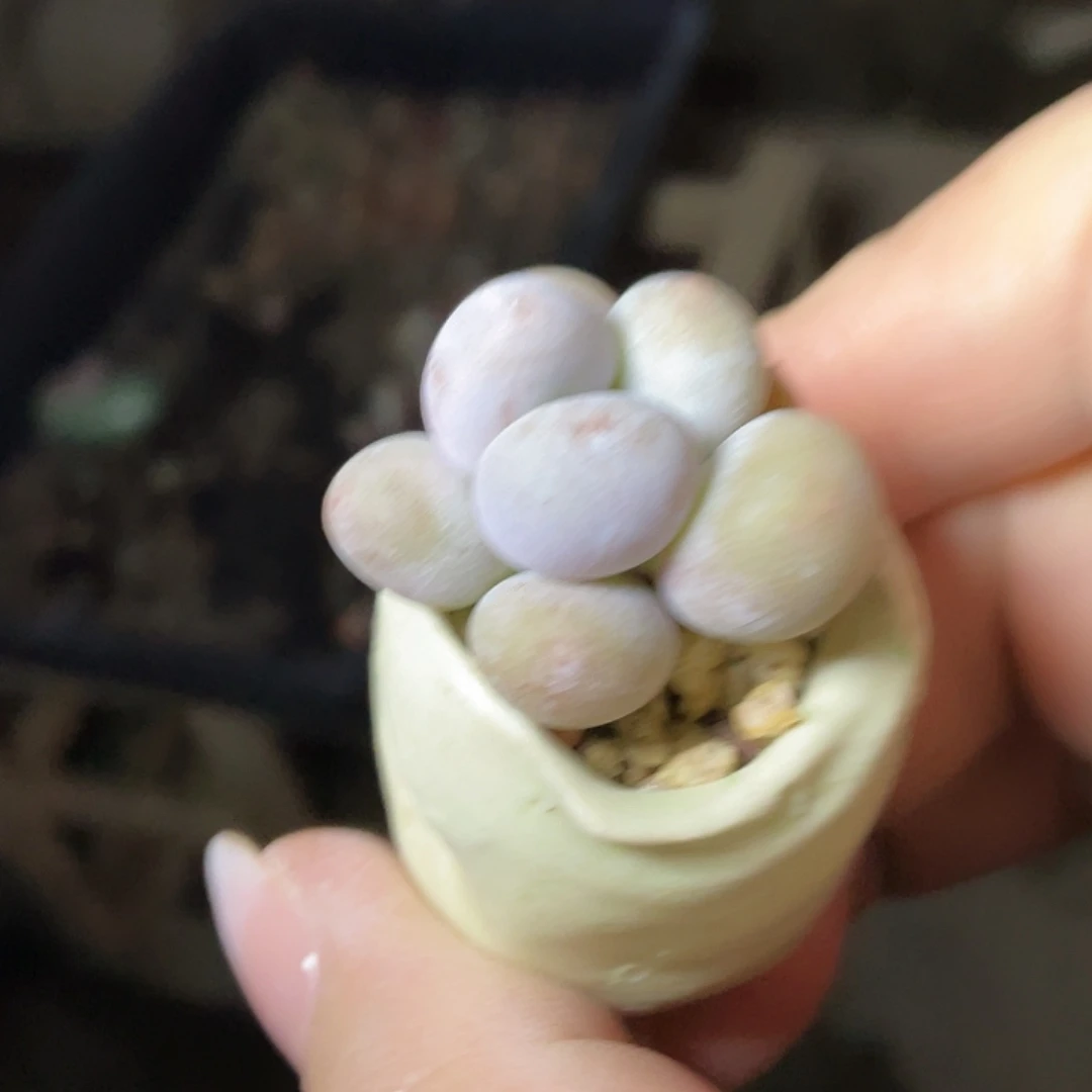 是***呀多肉植物的生长发育与