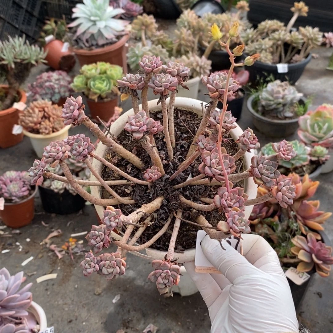 4367粉布偶一物一拍