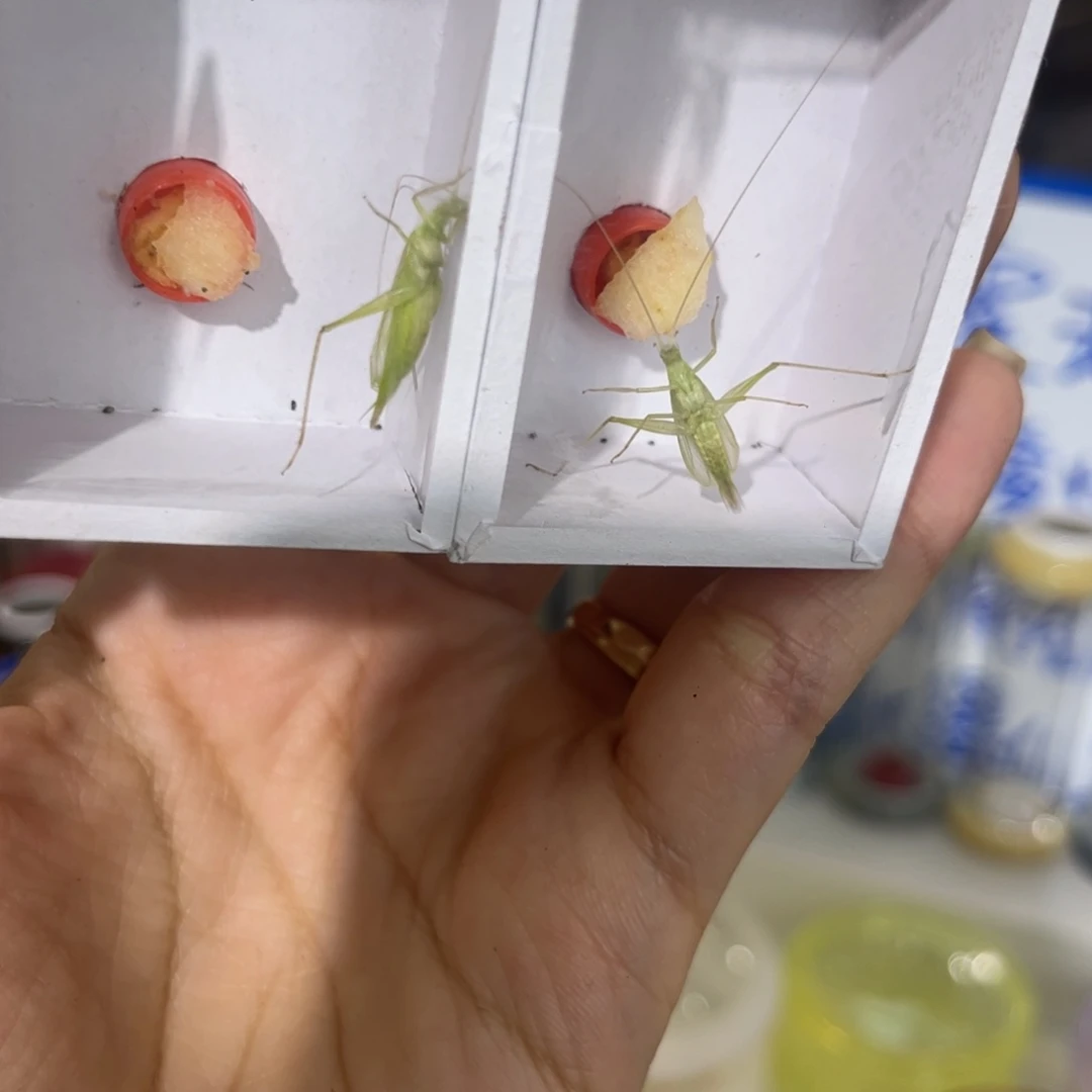 霜***颸2只人工青竹拍拍拍拍