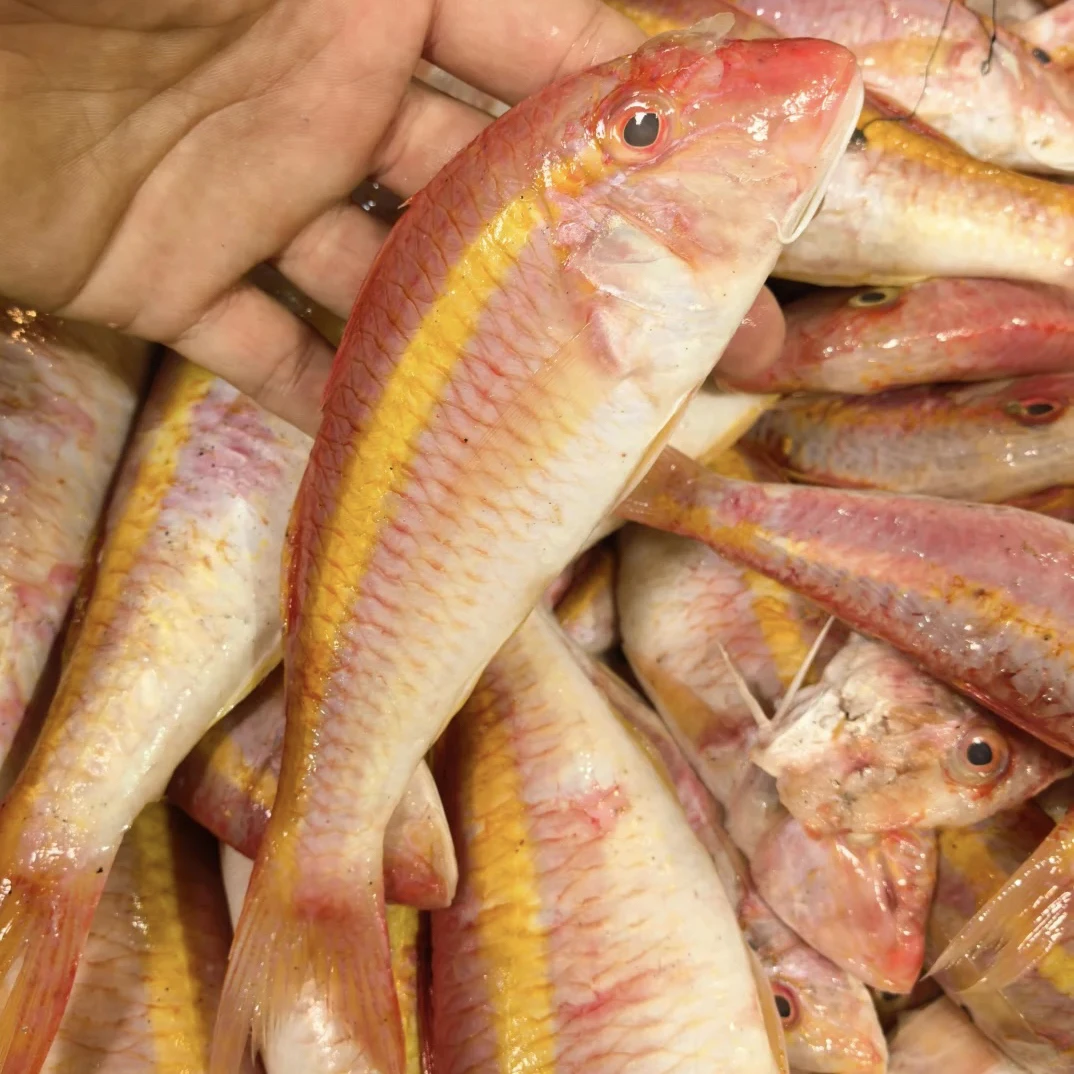 广东惠来神泉港的红鱼母（红槽鱼）1斤6条左右 香煎红烧都好吃。