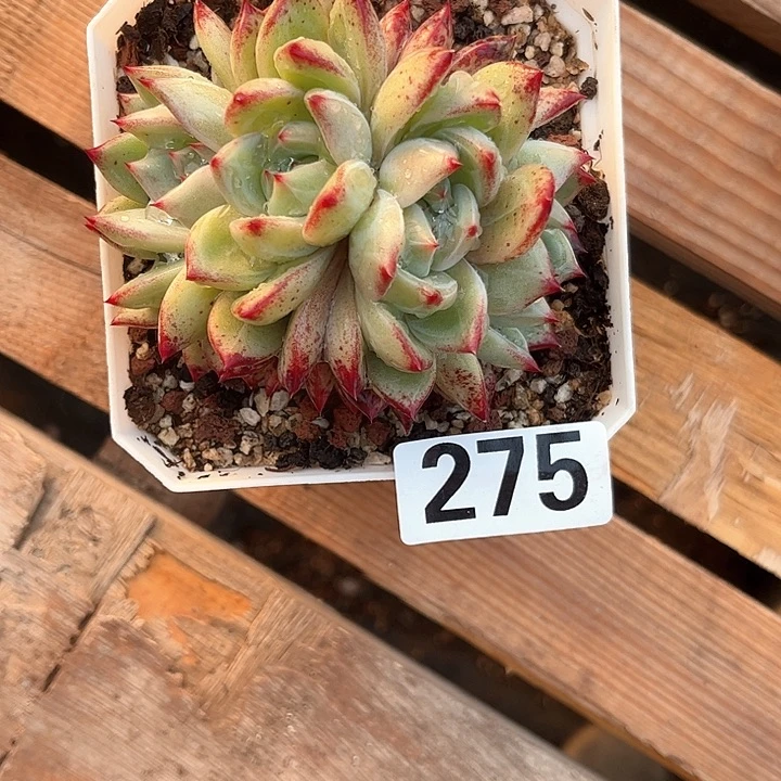 张*亿多肉植物一物一拍