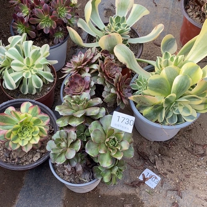7盆多肉断头不包1730