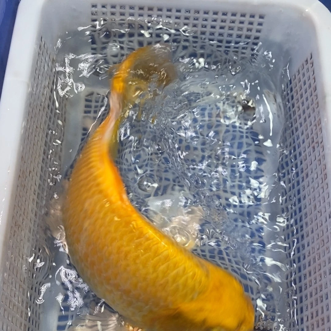 锦鲤冷水锦鲤包邮