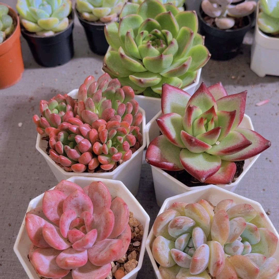 特价 5盆多肉带盆土多肉