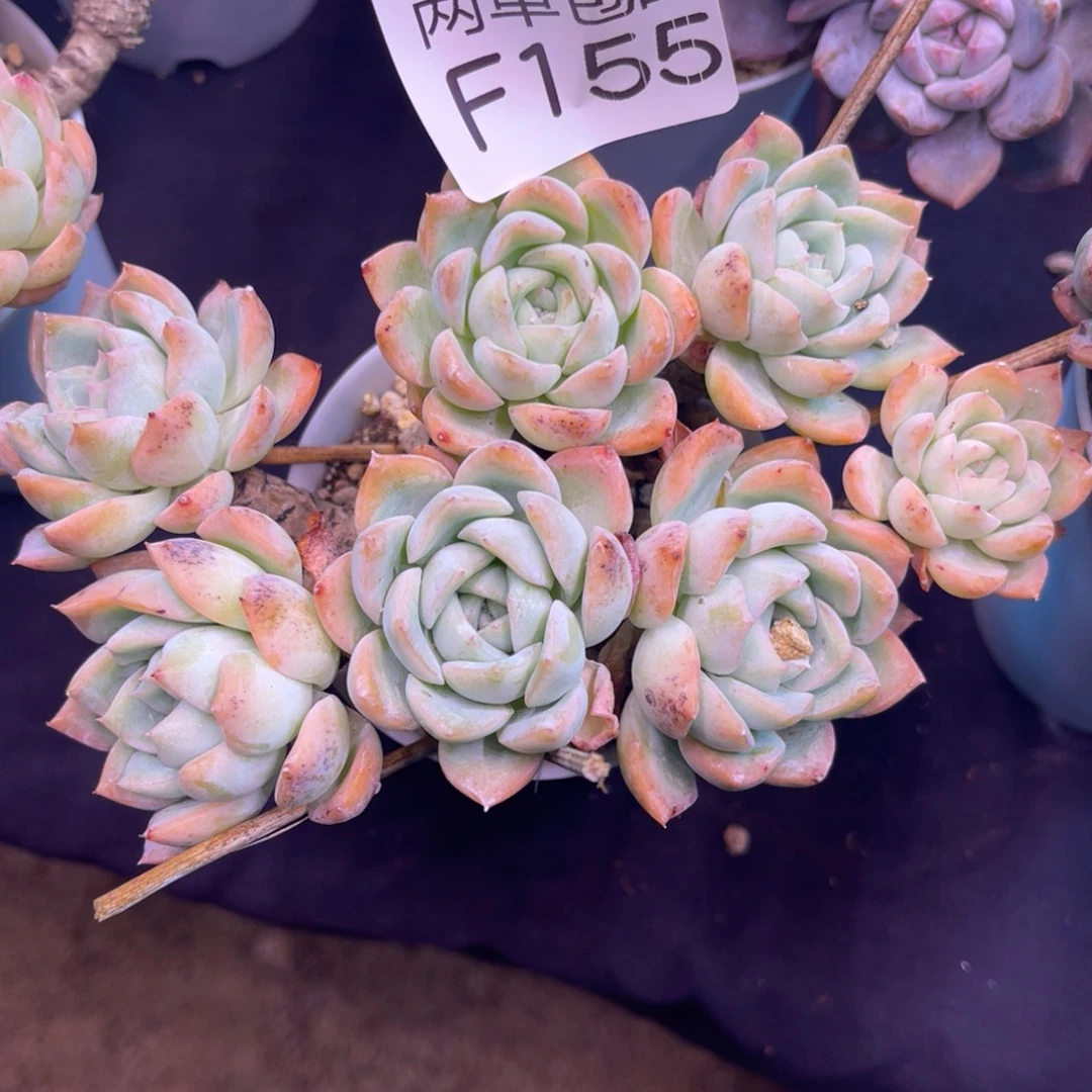 哈哈哈哈哈哈哈哈155