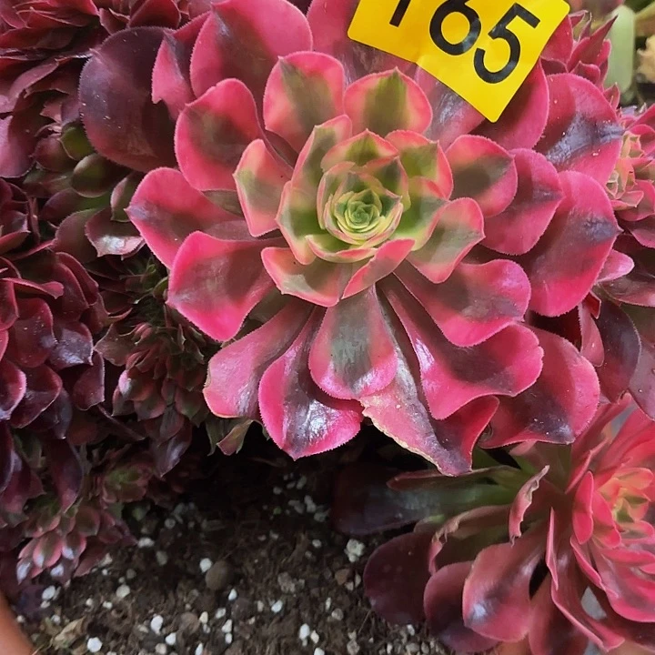 多肉植物缀化165