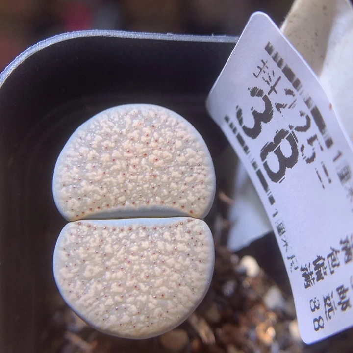 新年快乐呀225.38