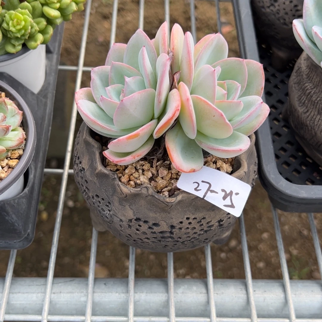 27-25布鲁兰小鹿园艺