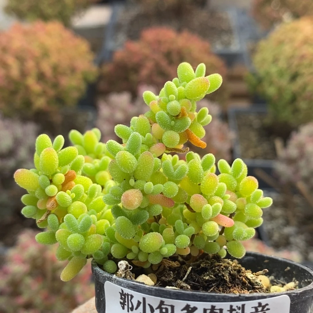 蜜橘糖球5028枝干番杏