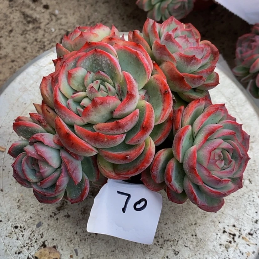 【闪购商品】听***泪多肉植物