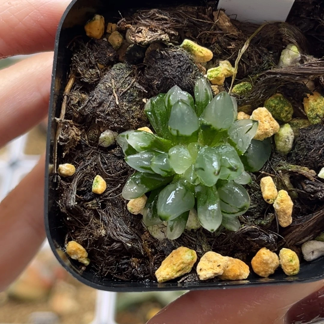 14子弹头腹肌专场