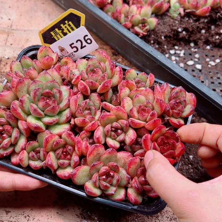 多肉植物多肉植物