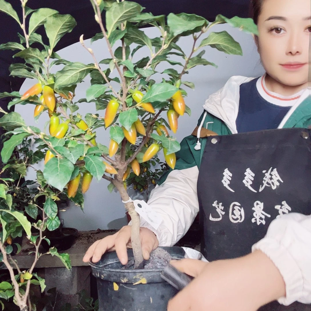 汪***初无花朵老鸦柿一物一拍