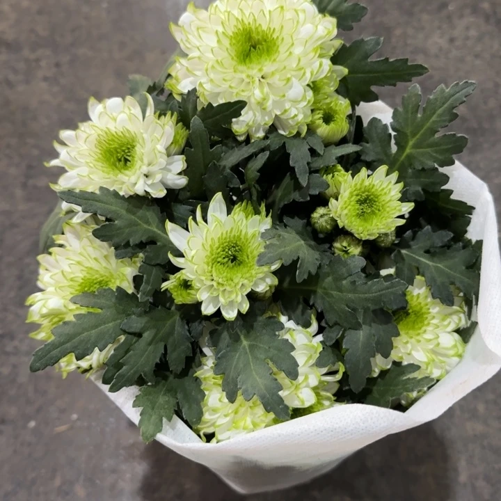 原盆原土绿天赞盆栽