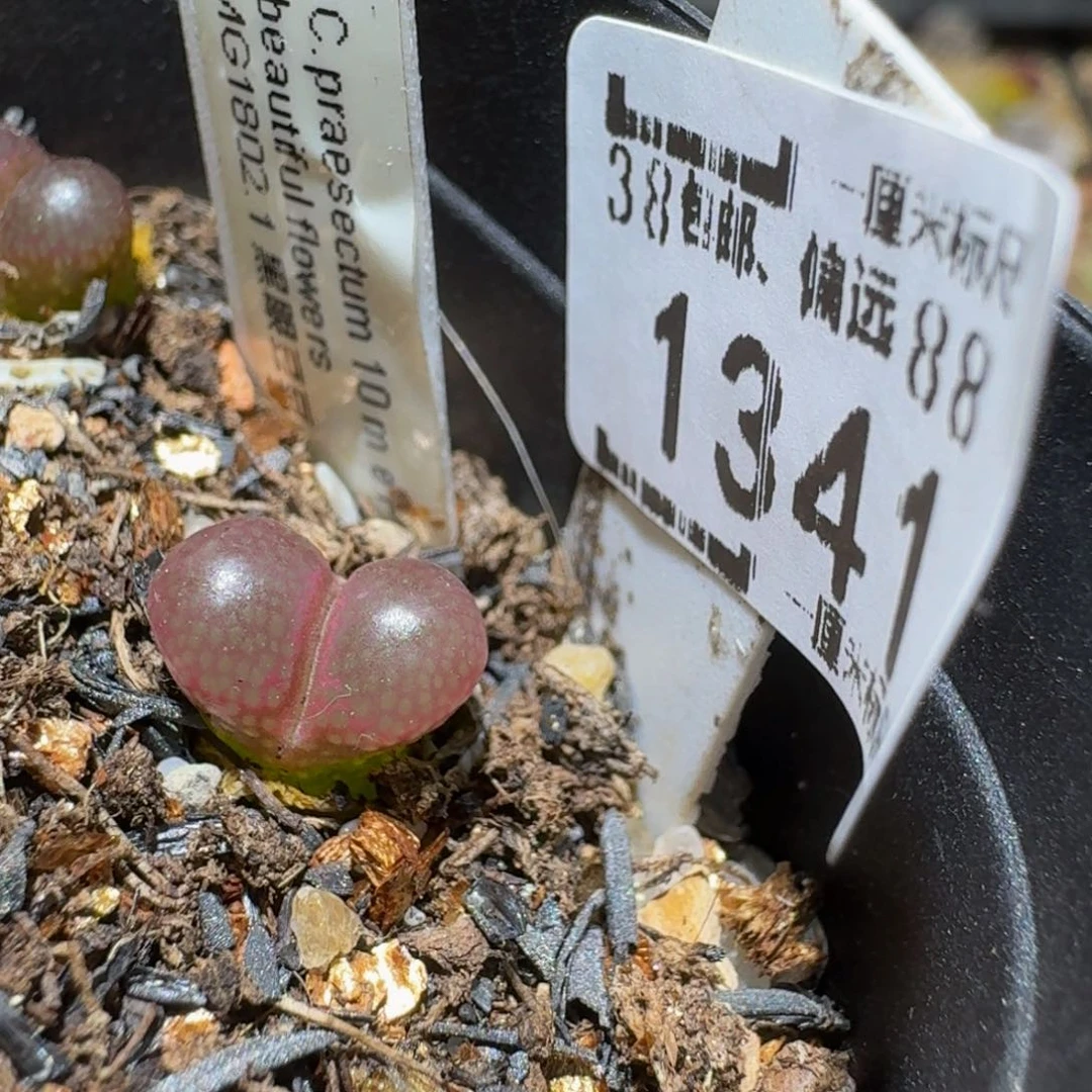 Ssss精品生石花1341