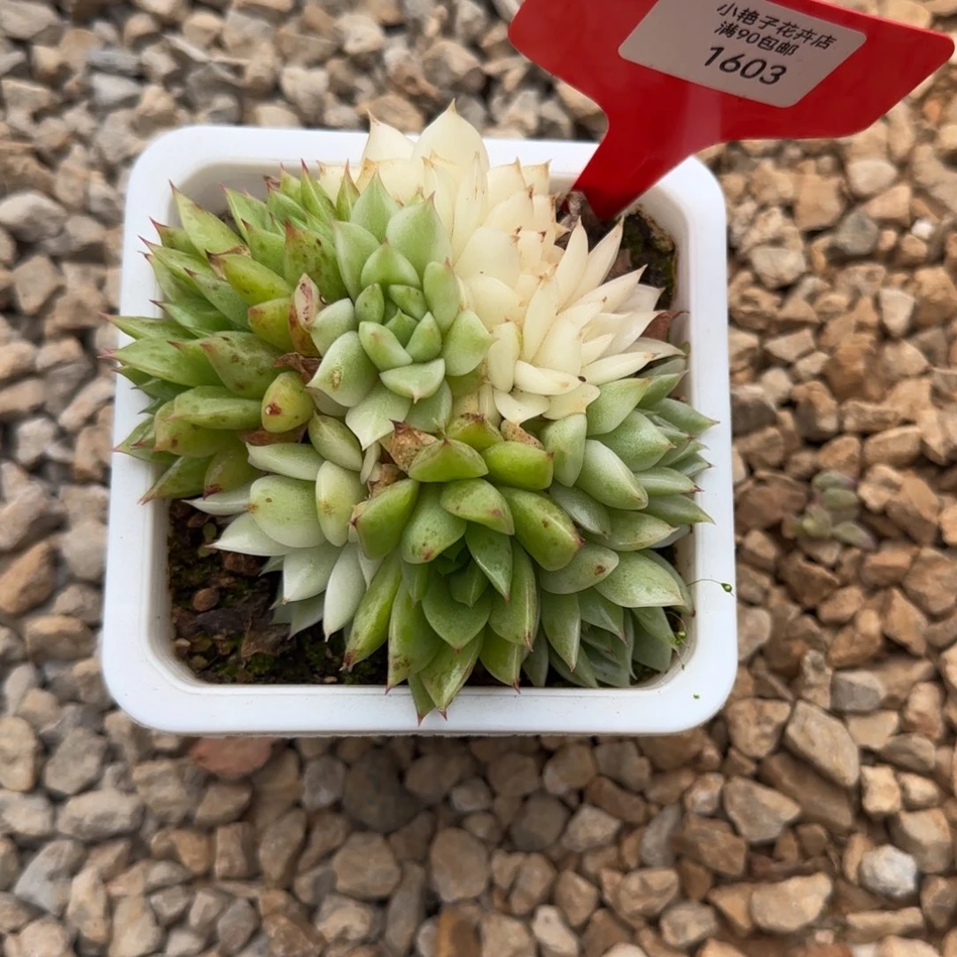 ?***?1603黑水晶锦群多肉