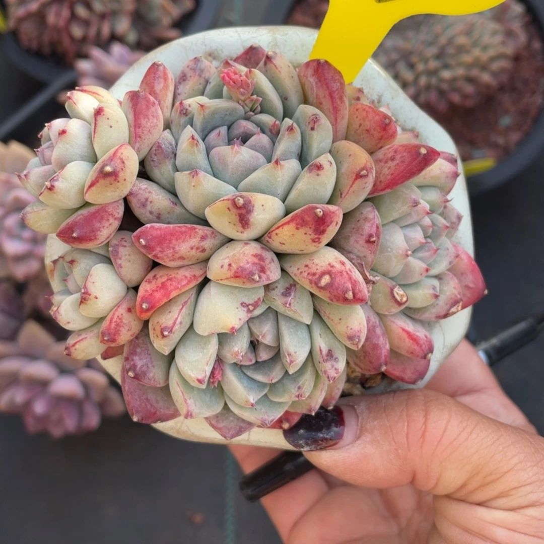 花****e阿尔巴佳人群生13