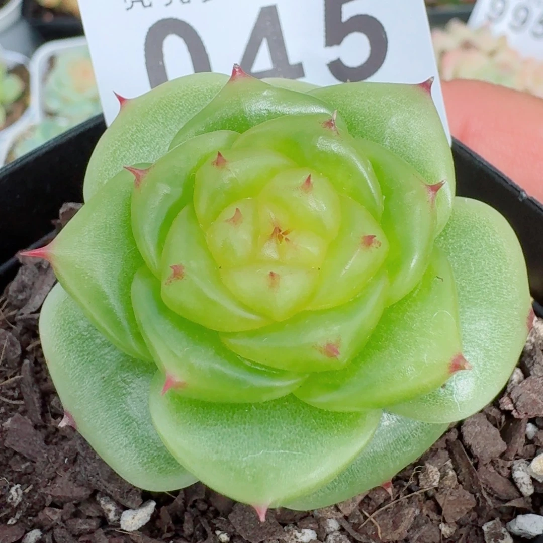 宝拉珍妮            精美多肉植物