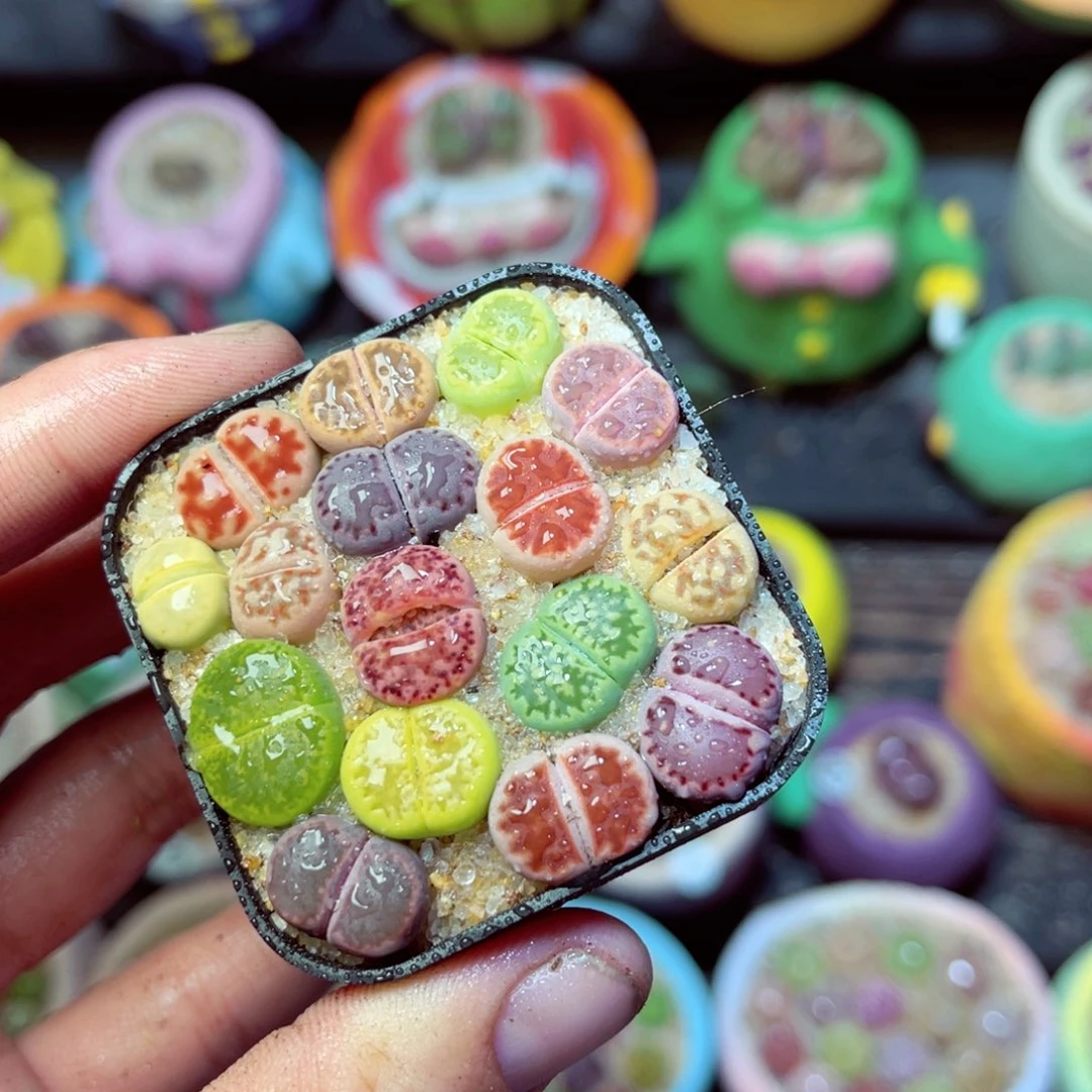 496生石花带盆发