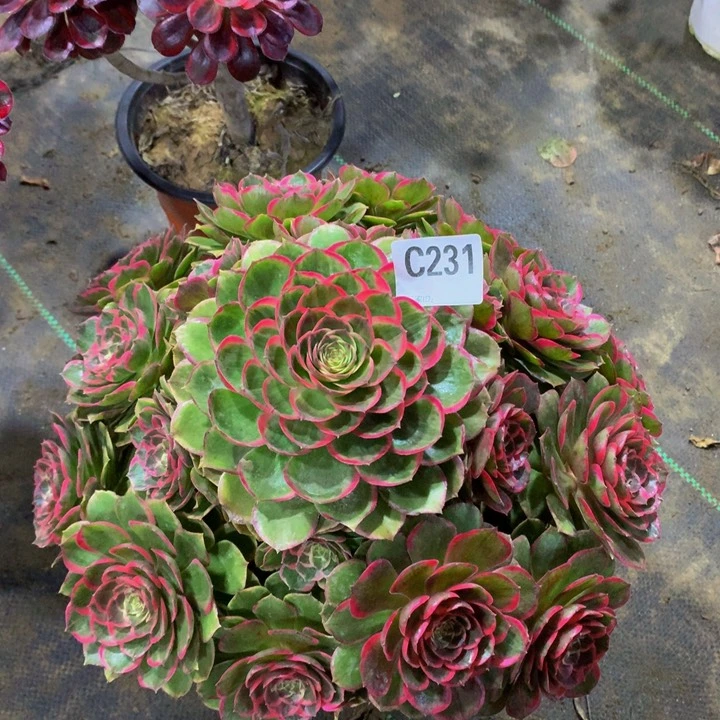 诱**?粉花妖231000000000