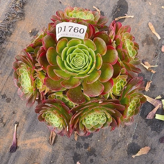 1760水中月多肉法师锦