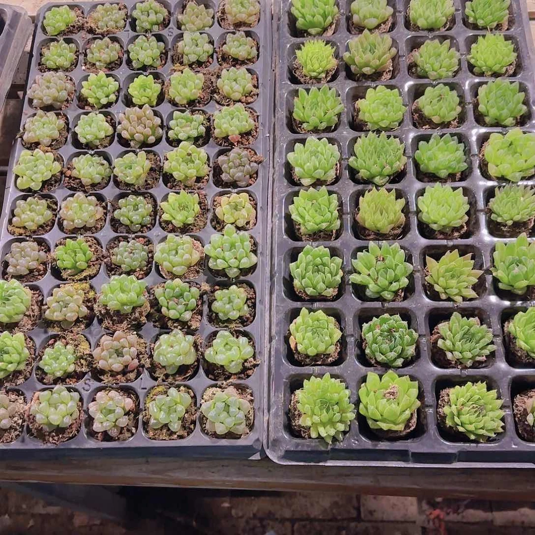 玉露5颗量拍优选