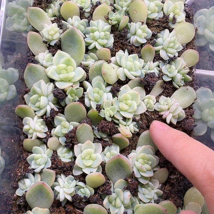 绿琉璃十颗一组单双混发