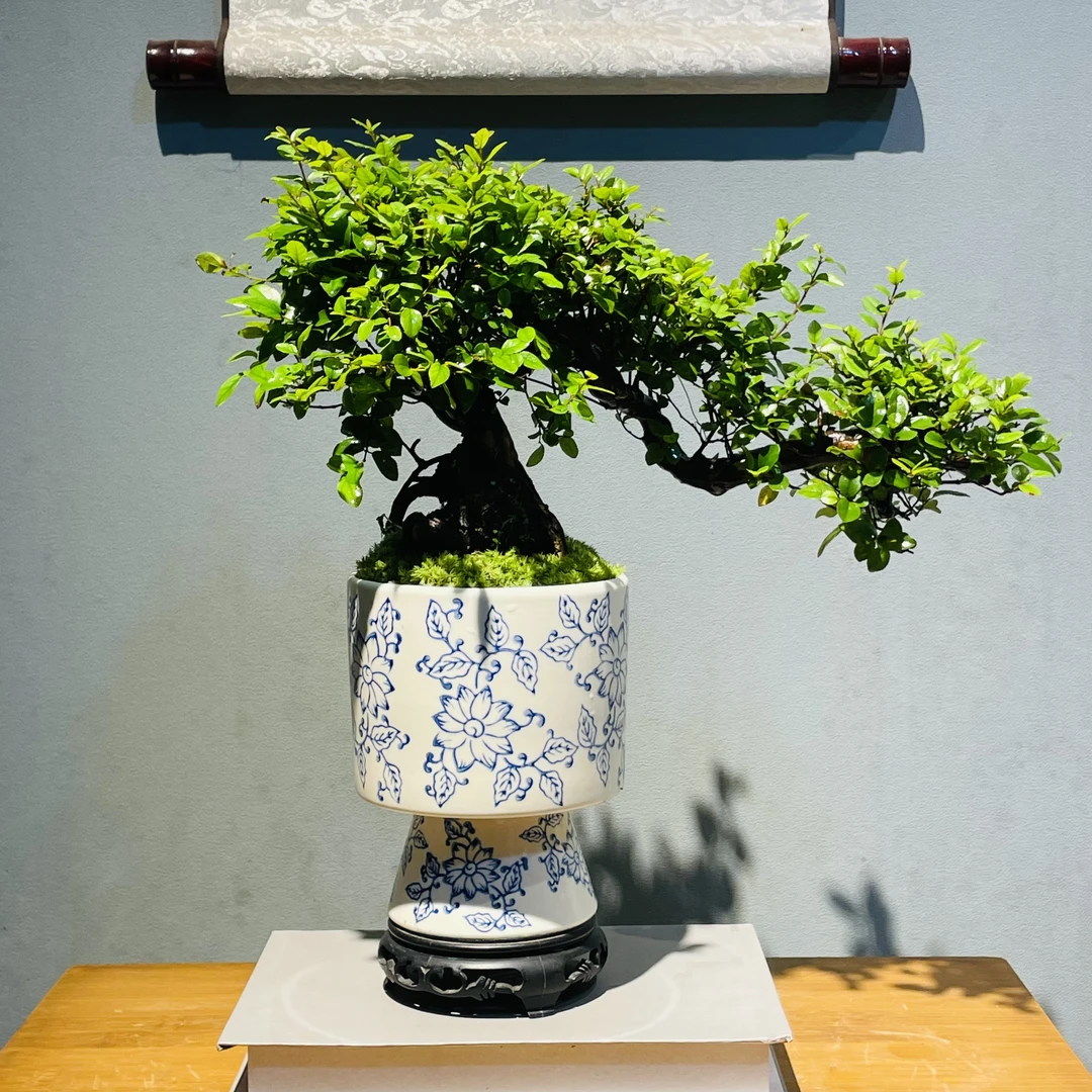 青花瓷盆飘枝造型雀梅7/10