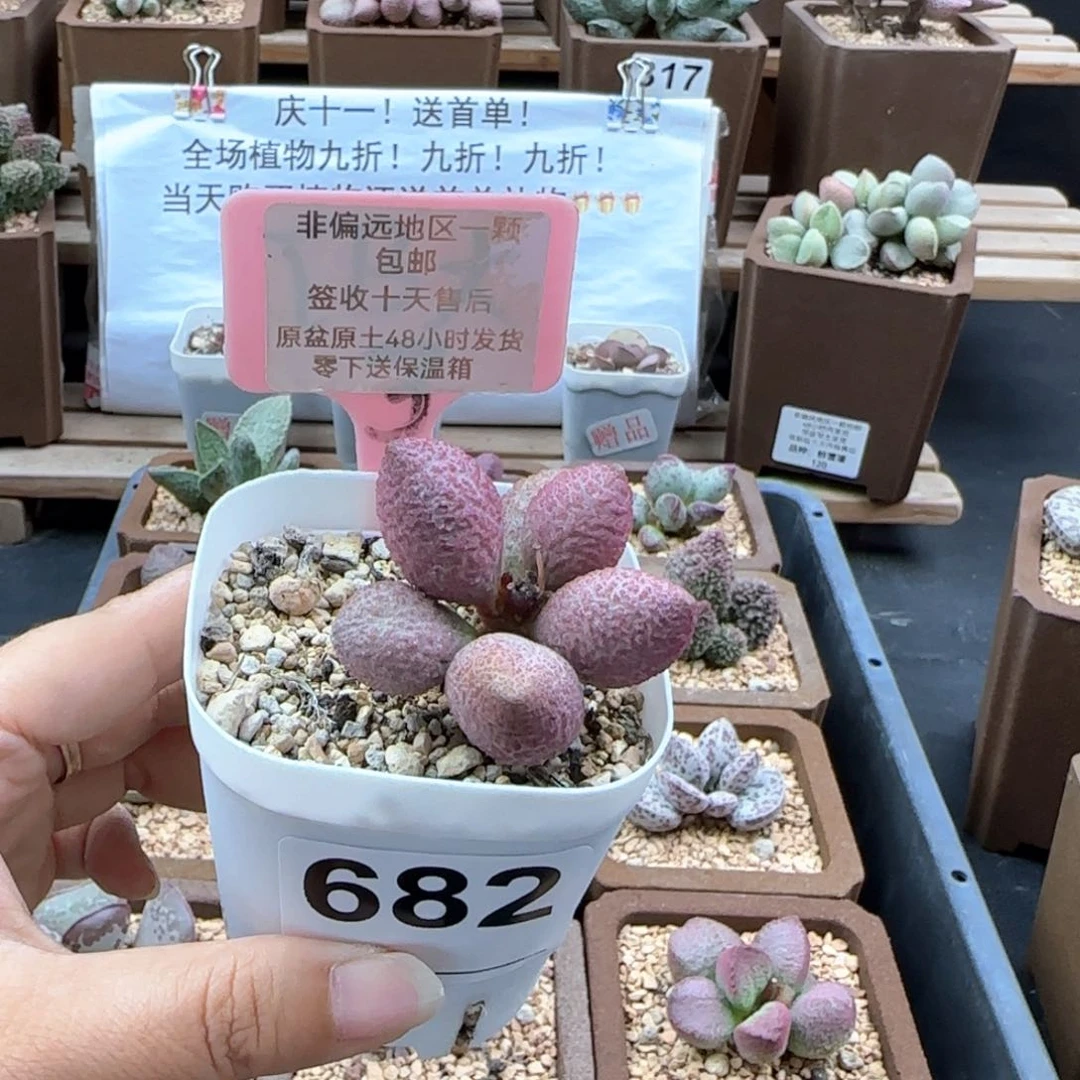 682服部多肉植物