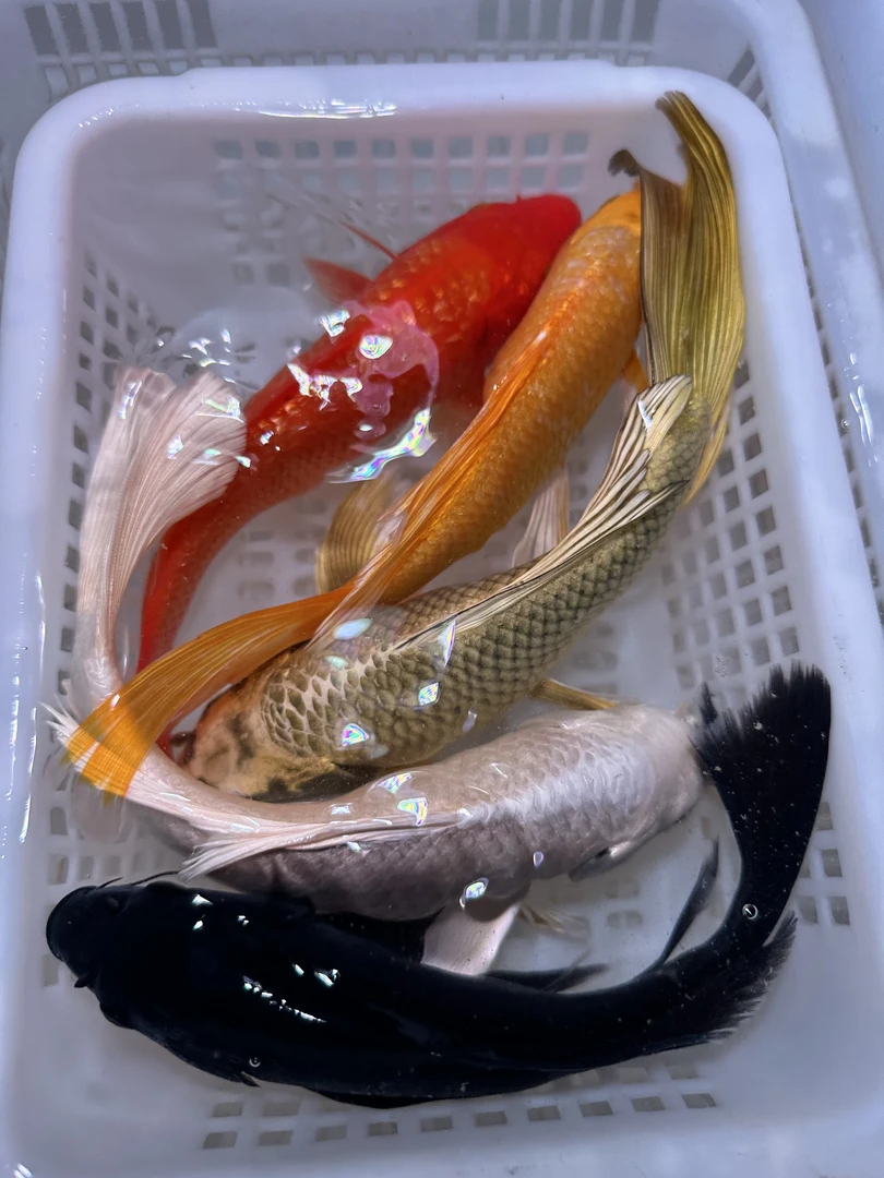 【五条装】黑1白1红1黄1熊猫1蝴蝶鲤锦鲤观赏鱼冷水鱼活体包邮