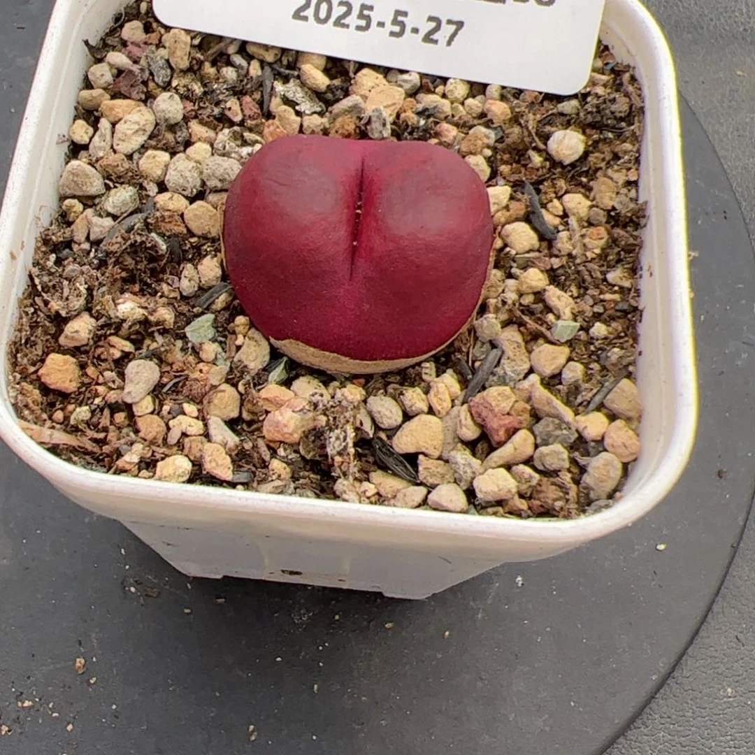 谧*i058号 吕多肉植物