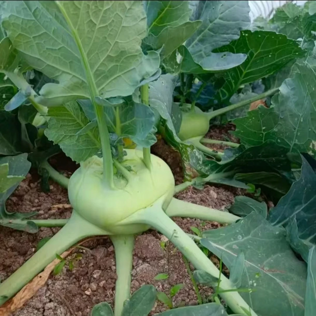 云南高山苤蓝大头菜新鲜脆嫩时令蔬菜农家自种