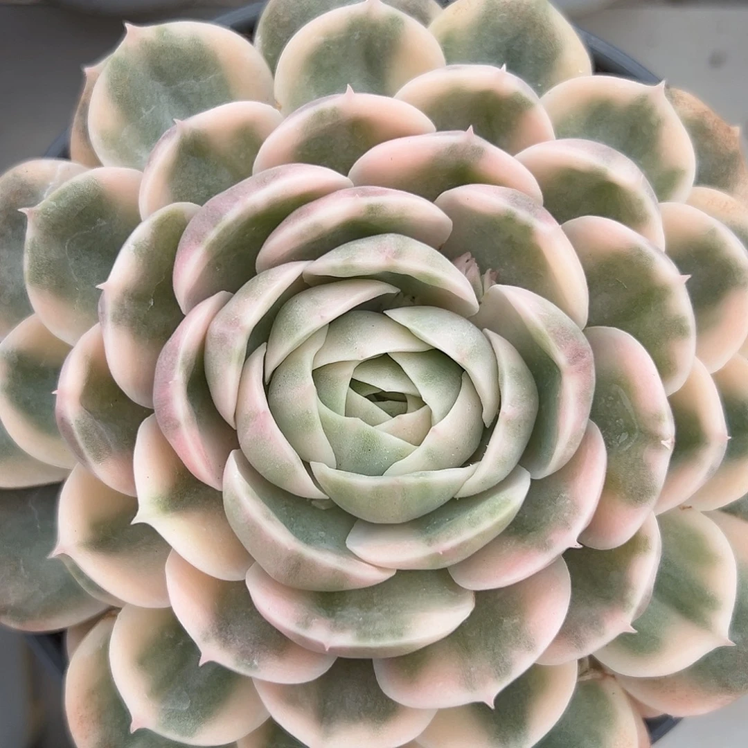 满38包邮昂斯诺锦大单头