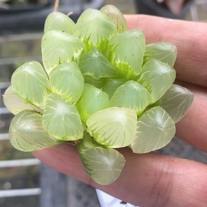 默**了1512。  福利。