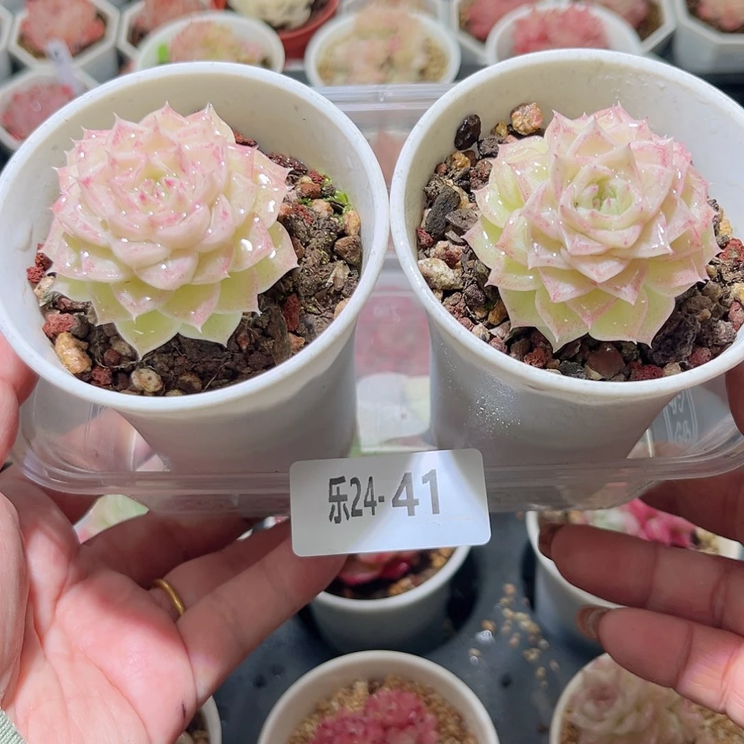 乐24-41 白天鹅2颗