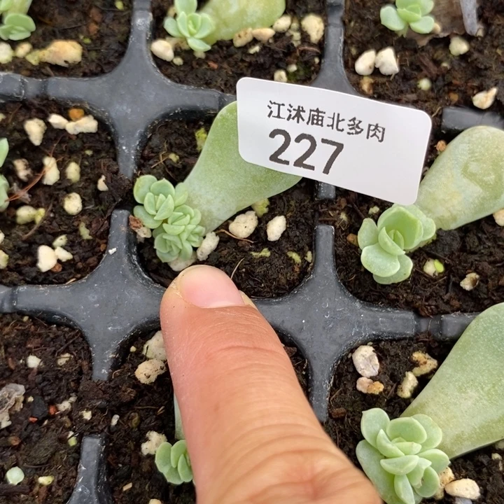 标227甜心225四头一个多肉