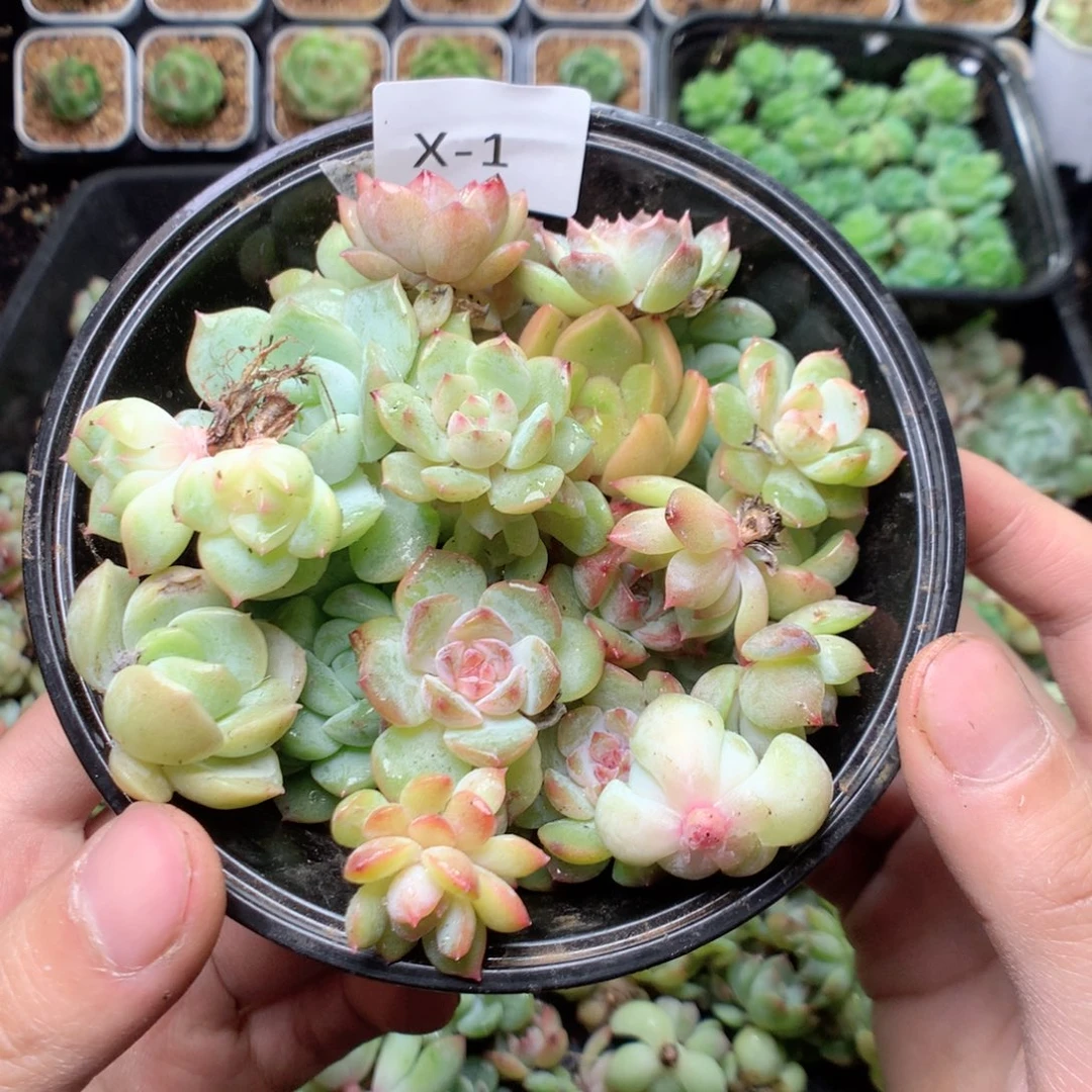 无花朵x1英语英语英语英语英语