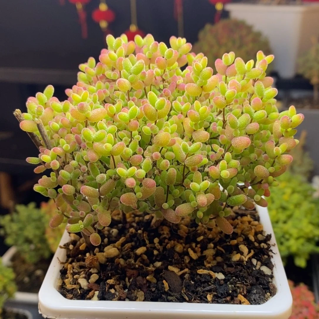 217号蜜橘糖球枝干多肉