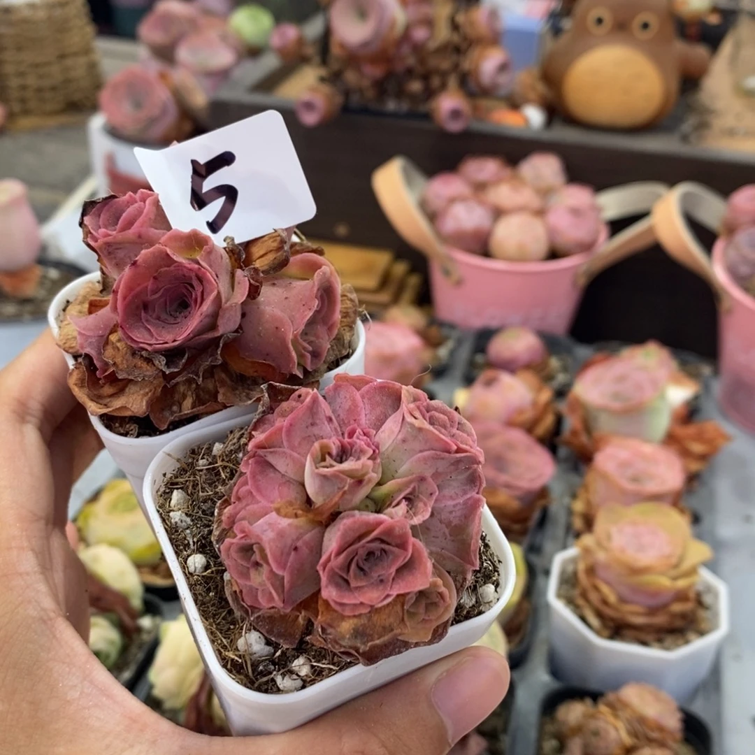 小***芳山地玫瑰000000005