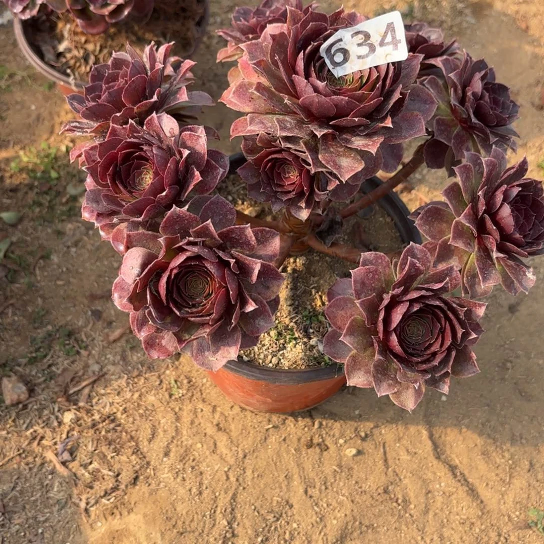 棉*糖634黑魔多肉不包损