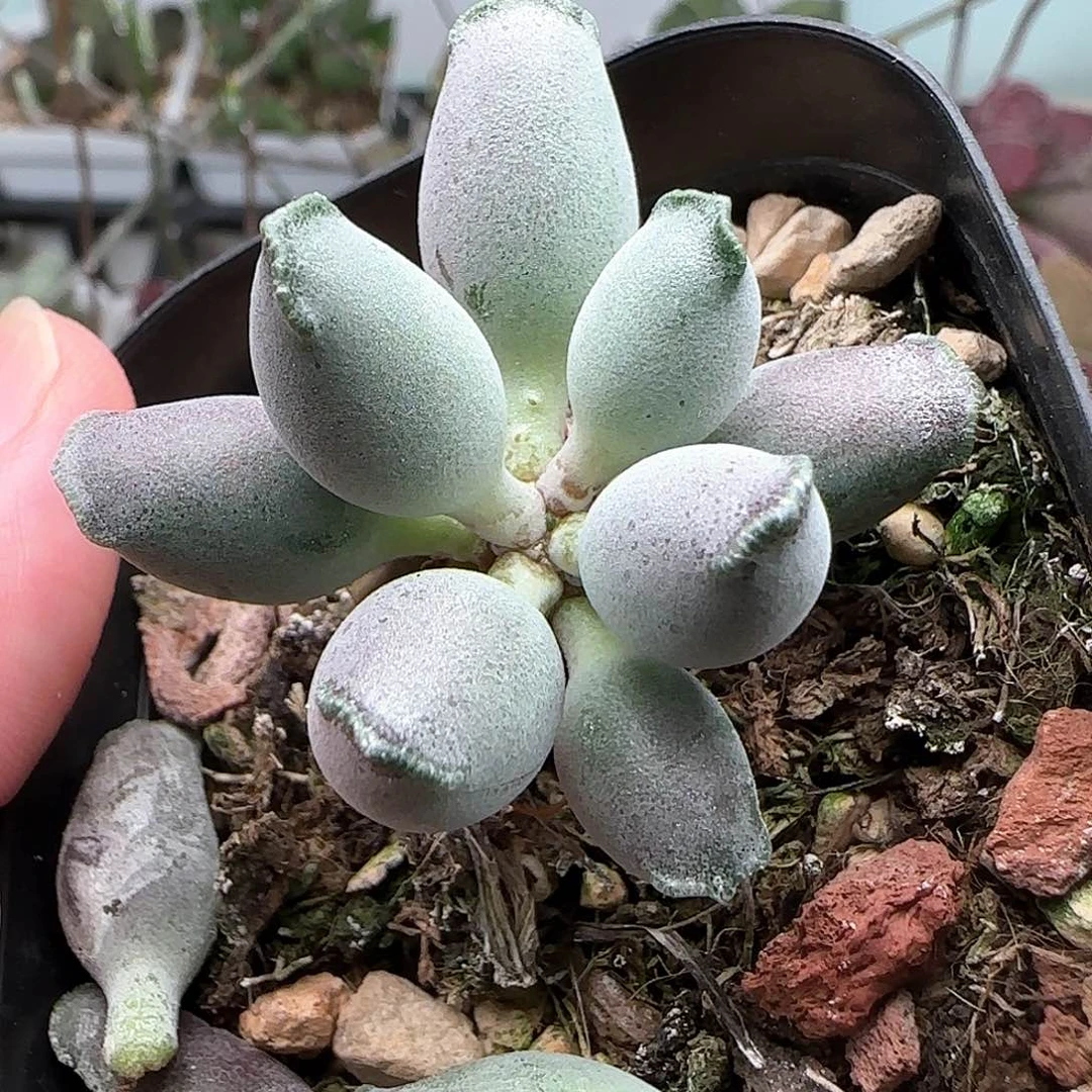 艺伎海豹水泡多肉植物