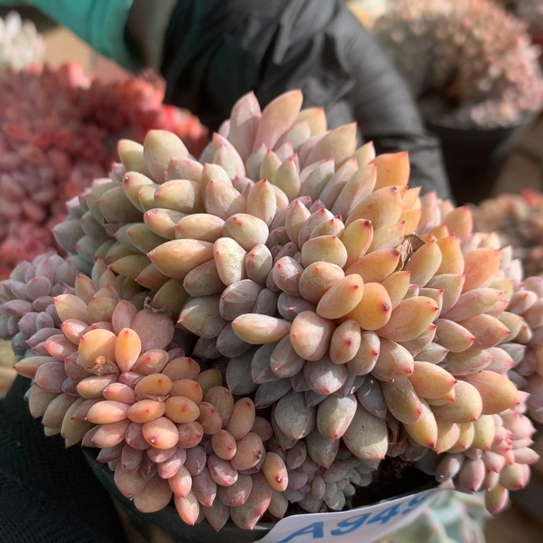 A949售后范围：签收起7天内，录开箱视频