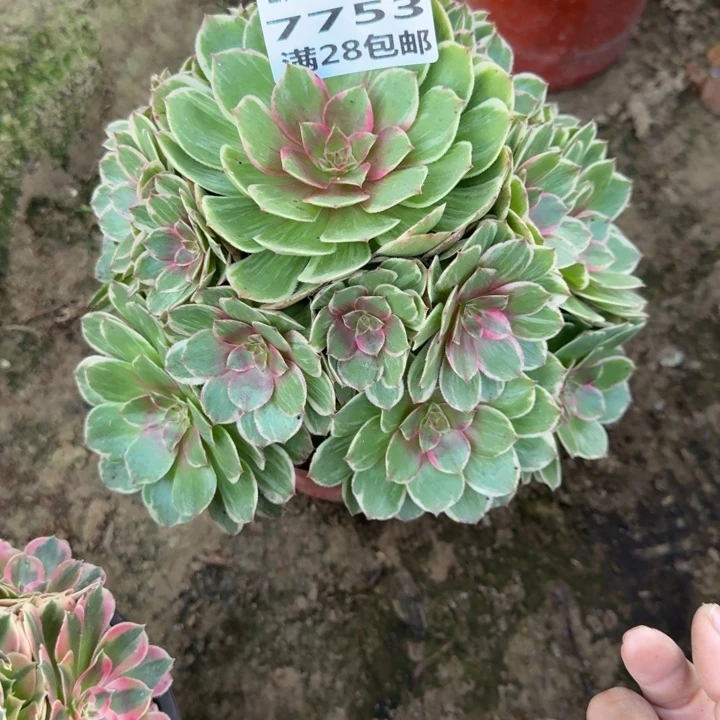 7753二号棚莲花座A