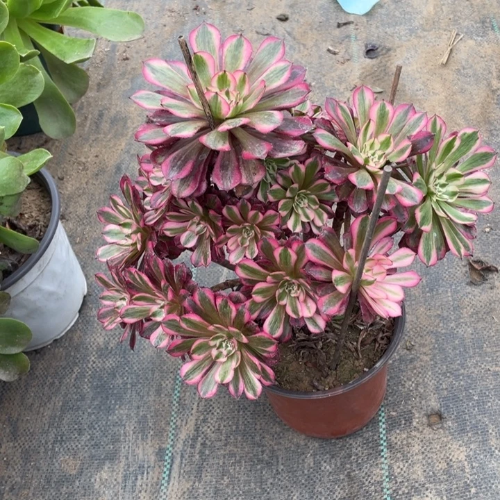 红铜白多肉植物多肉多肉61