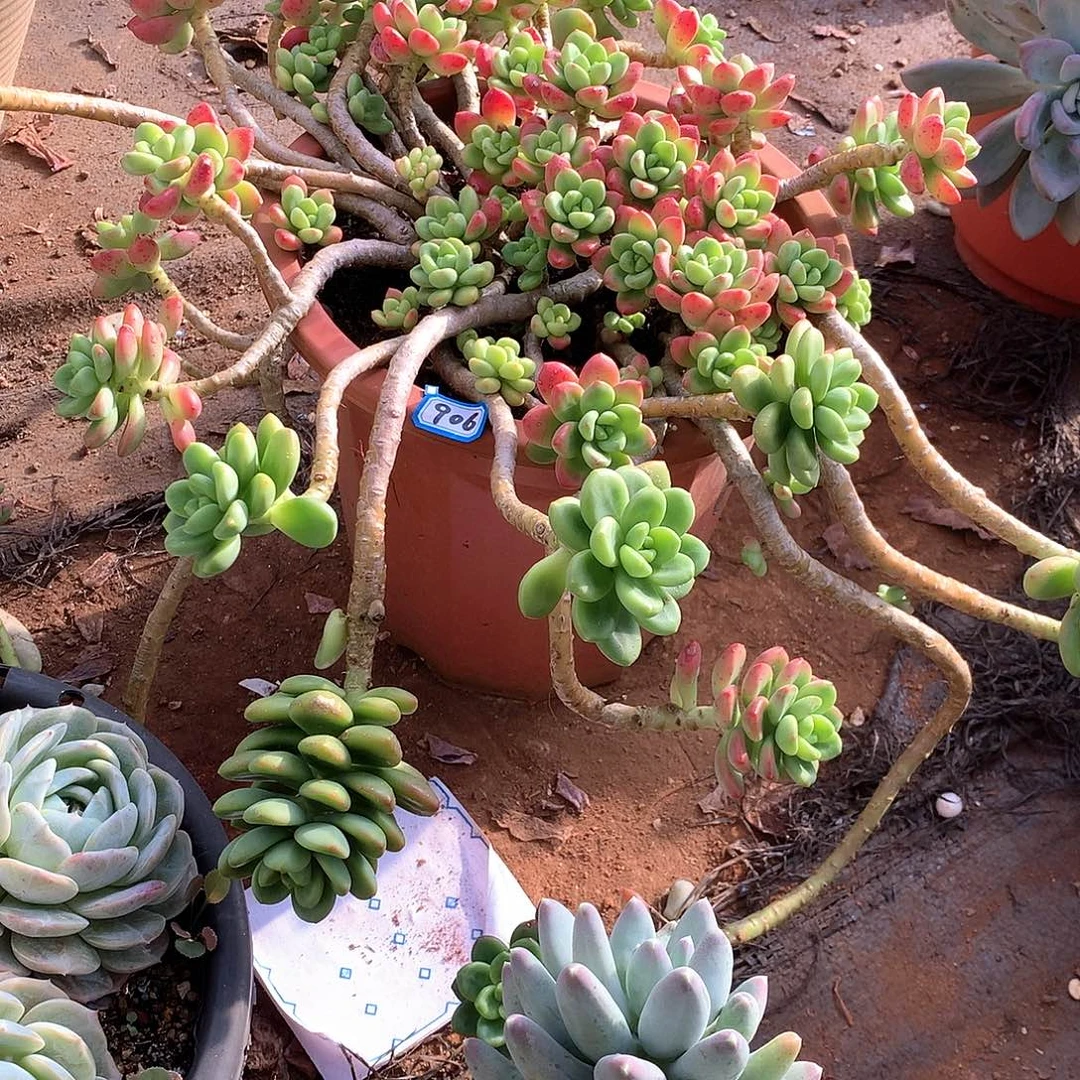 906香格里拉 一物一拍多肉