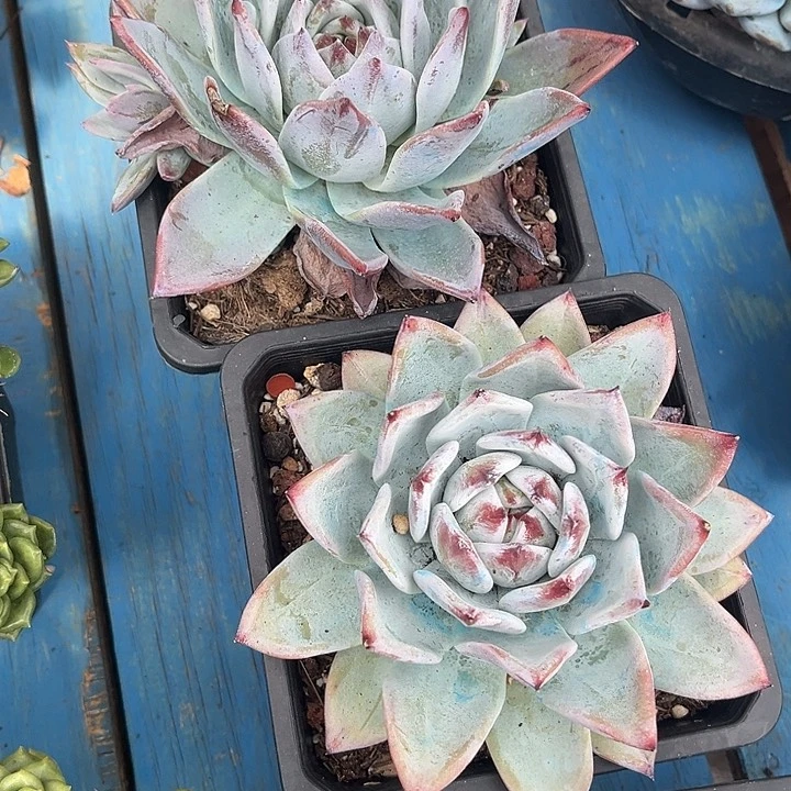 祖母绿16.899多肉植物