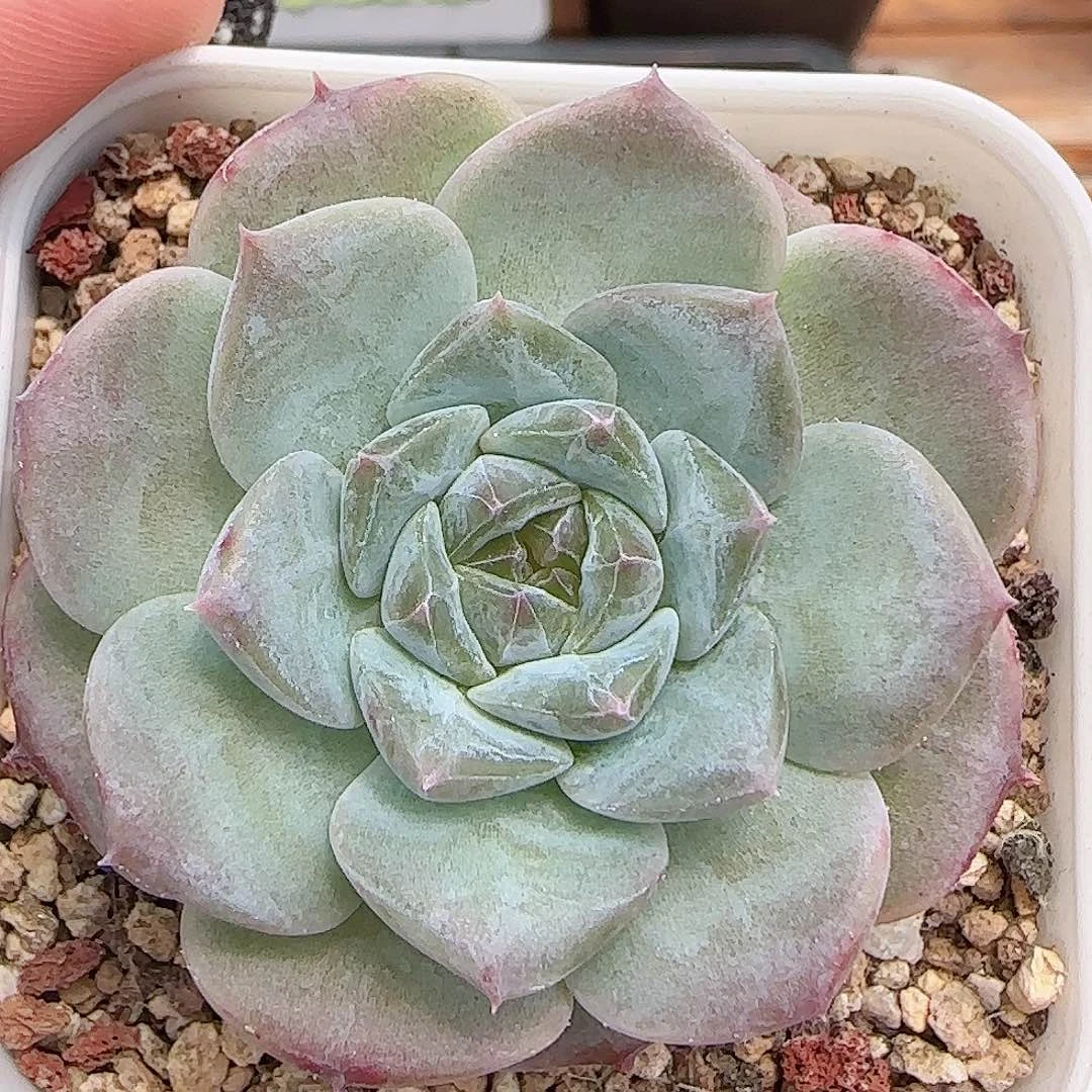 多肉0817-309糖心