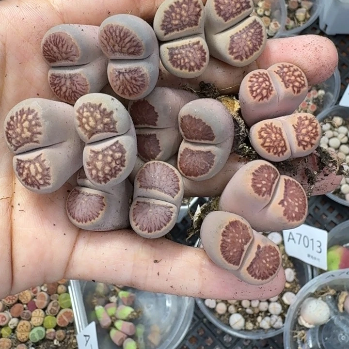 7019 生石花和肉锥