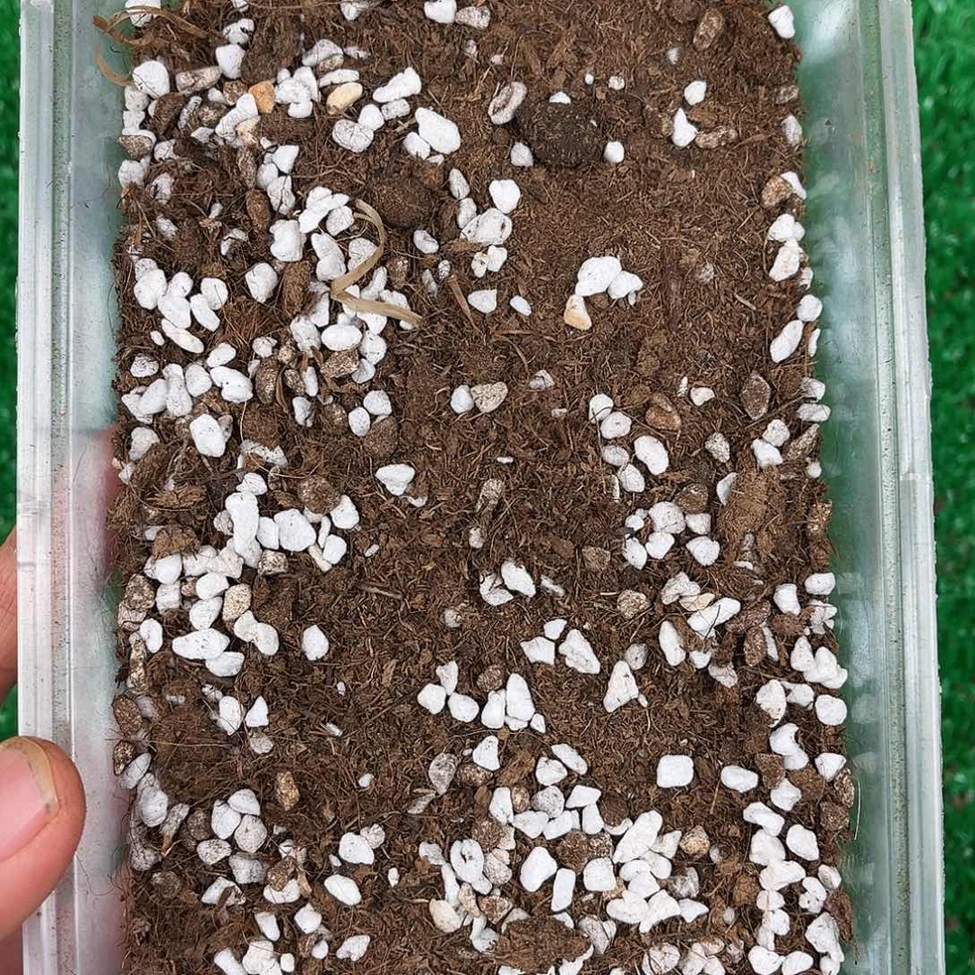 带珍珠岩的进口土10升