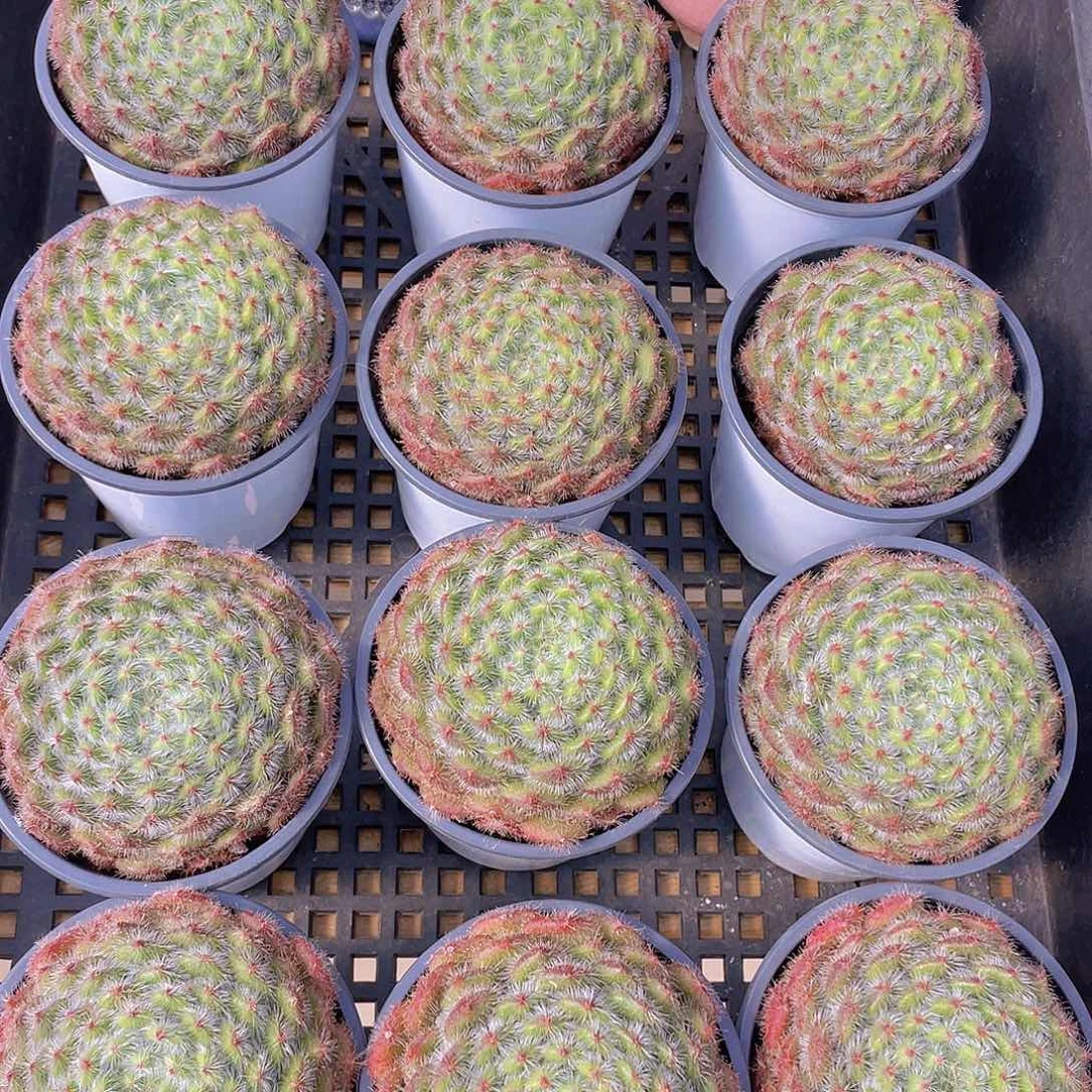 量拍114号 黄晶果母本大单头一个